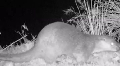 Wild Otter caught on camera in the Peak District