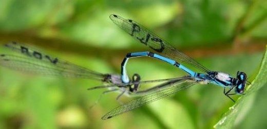 Age doesn't dull damselflies' love lives