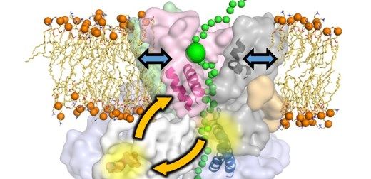 Bristol and Leeds collaboration reveals a new mechanism for protein secretion