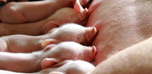 Leeds academics recruited to find pigs breakthrough