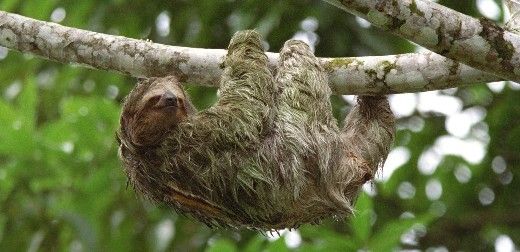 Sloths' ancestors may have crossed the Atlantic, says study