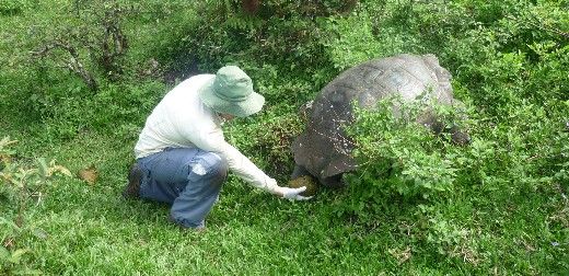 Tortoise poo highlights the need to conserve parasite communities as well as their hosts