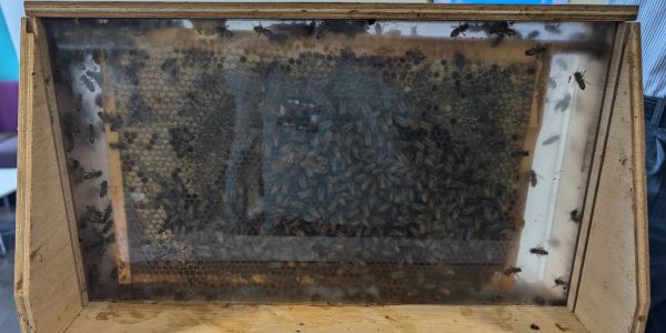 A rectangular bee hive with bees inside.