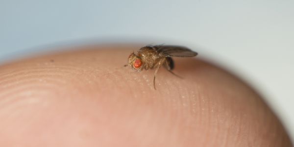 Why social stress is fatal for fruit flies 