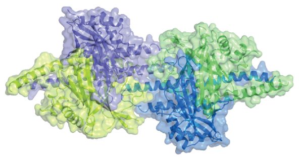 Crystal structure of Aurora-A (cyan) in complex with N-Myc residues 61–89 (red). (Courtesy of Dr. Elton Zeqiraj)