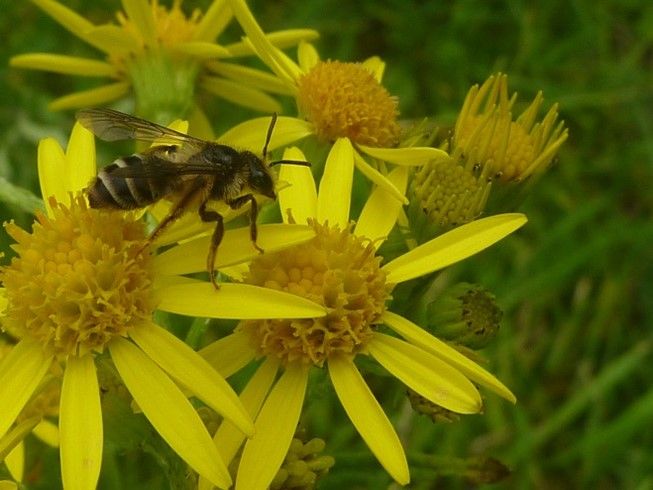 Bee sitting on yellow flower.
