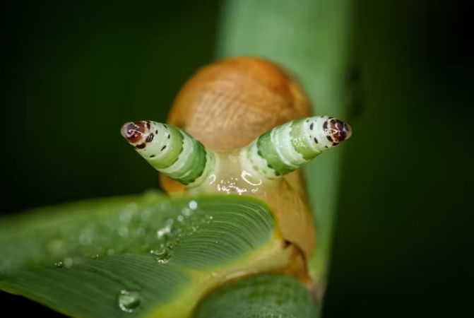 Parasites are ecological dark matter – and they need protecting