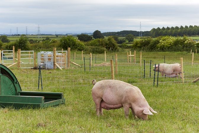 Pig in field