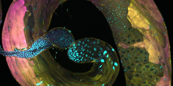 Microscopic image of fly testes Credit Michaela Agapiou and Julie Aspden