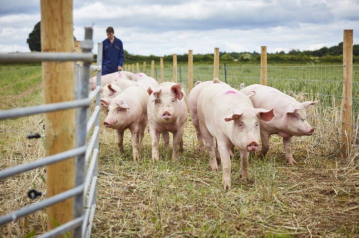 Heroes of Energy: How Leeds champions the future of farming at the National Pig Centre