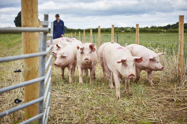 University opens National Pig Centre in Yorkshire