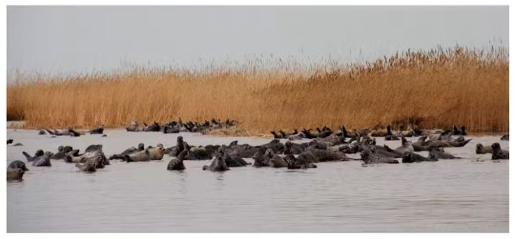 Caspian seals among reed beds
