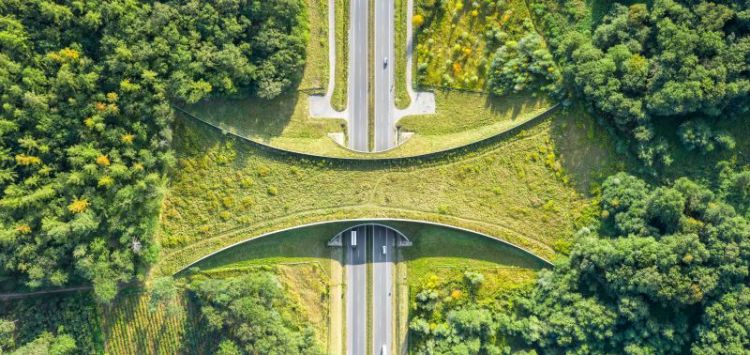 Researchers warn of hidden risk of wildlife corridors