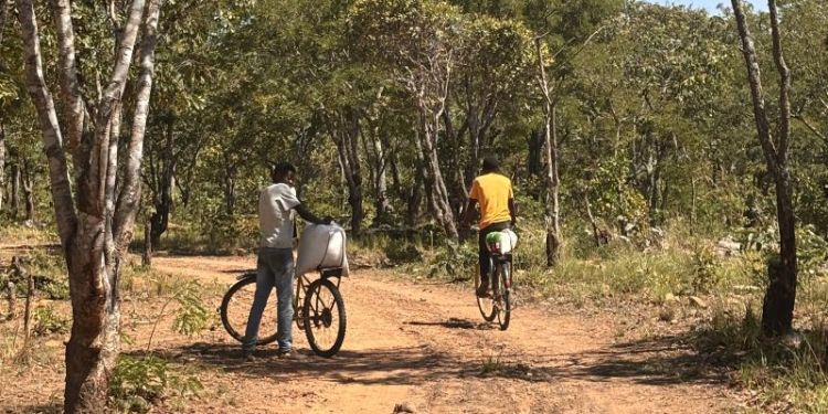 Two farmers in Zambia going to a local market on their bicycles to get seeds for planting 