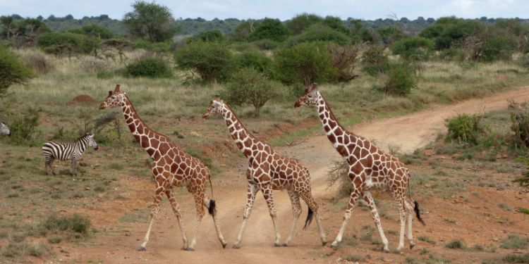 Giraffe, African Field Ecology