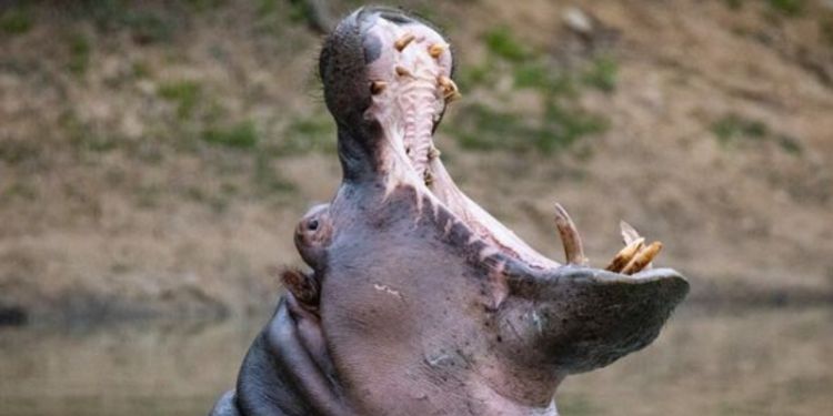 Hippos have been neglected by scientists – that’s why we’re building Africa’s first hippo database