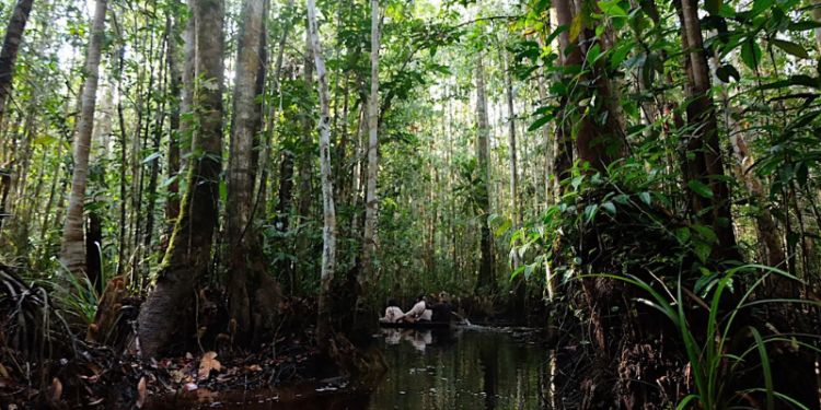 Large trees line a dark swamp in bangka island. 