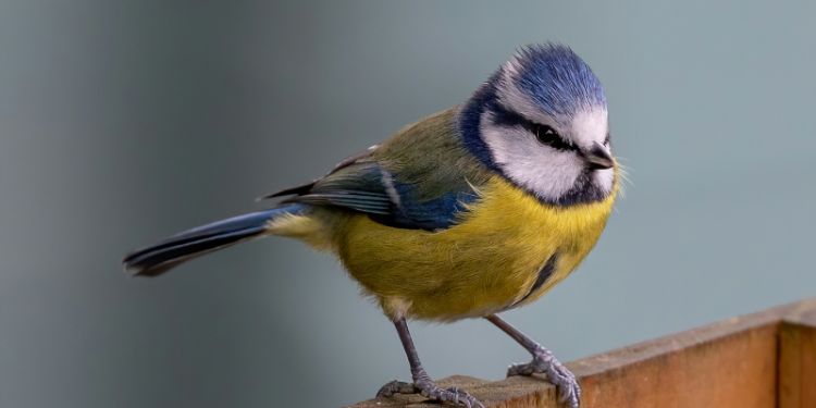 Blue tit population booms with moths on the menu 