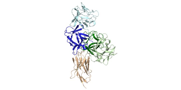 A structure of Fascin-1 bound to NB 3E11 nanobody. A structure of Fascin 1 bound to NB 3E11. Fascin 1 is shown in dark, light blue and green. Nb 3E11 is shown in beige.