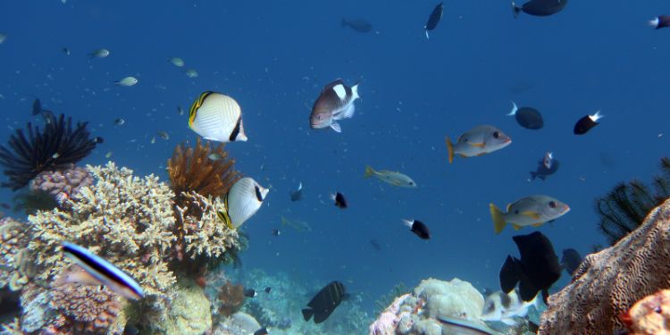 Tropical fish swim near coral reefs