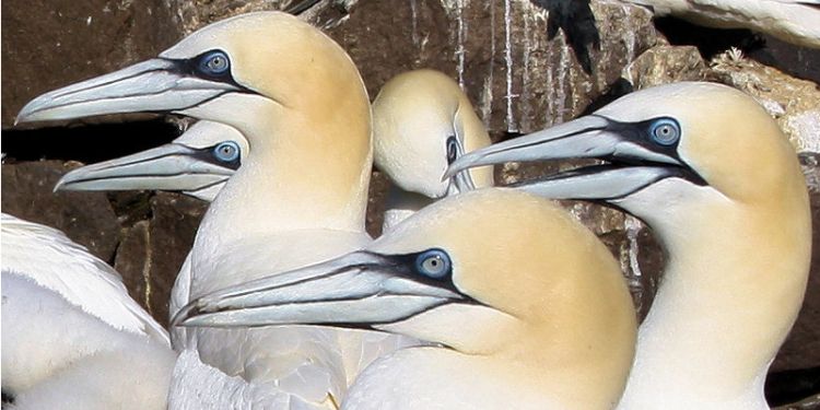 GPS tracking reveals secrets of gannets’ foraging success