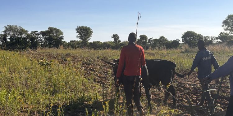 Farmers planting maize and soya in Zambia