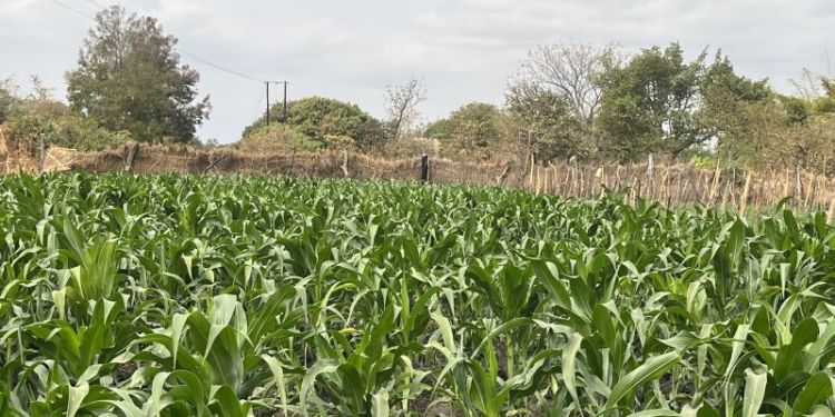 A maize farm in Chibombo (central Zambia) 