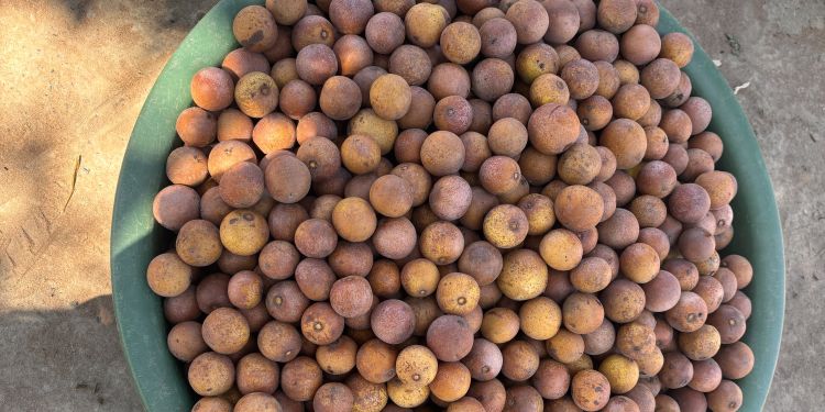 Masuku fruit from the mambo woodlands in northern Zambia
