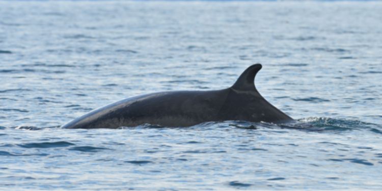 Clues to conserving our marine mammals are hidden in buckets of seawater 