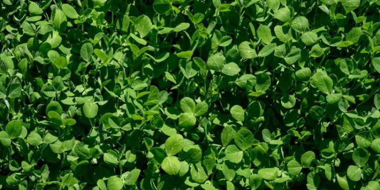 Pea seedlings - Adobe Stock