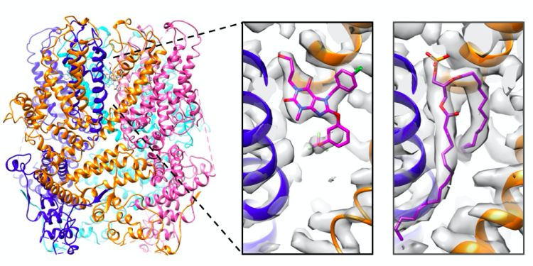 Understanding ion channel inhibition to open doors in drug discovery