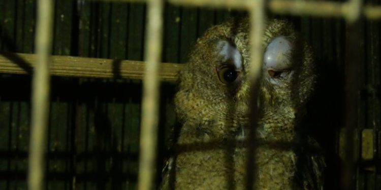 Sicily fiennes 1 collared scops owl1