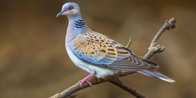Food and water stations for wild birds contributing to deadly disease spread