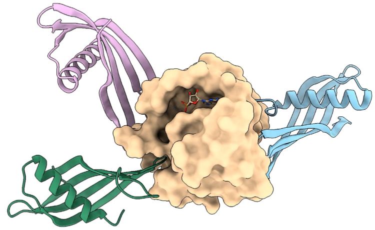 Structure of Affimer KRas