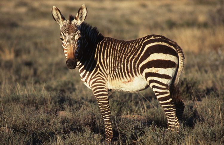A zebra stands in the grass
