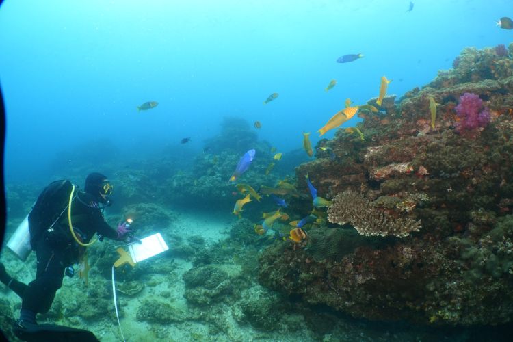 Maria Beger scuba dives in clear blue water with wrass fish