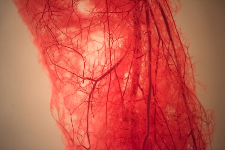 Growing new blood vessels could provide new treatment for recovering movement 