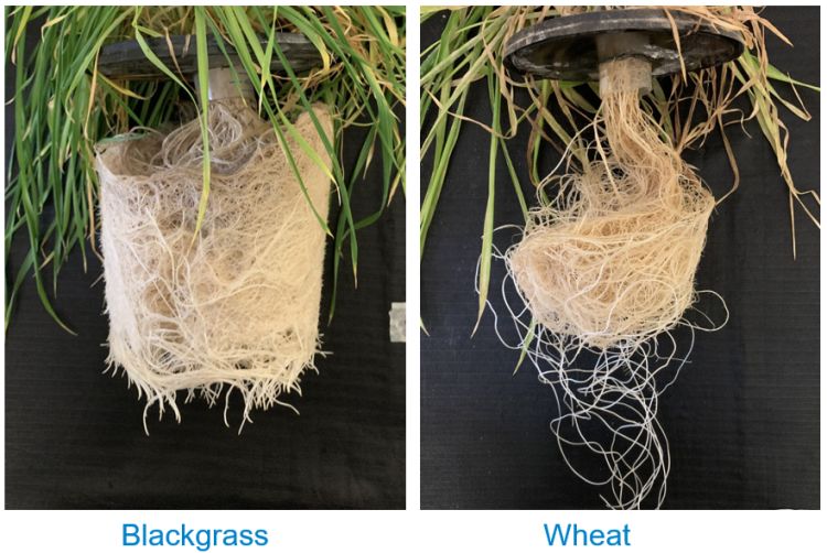 Blackgrass root growth