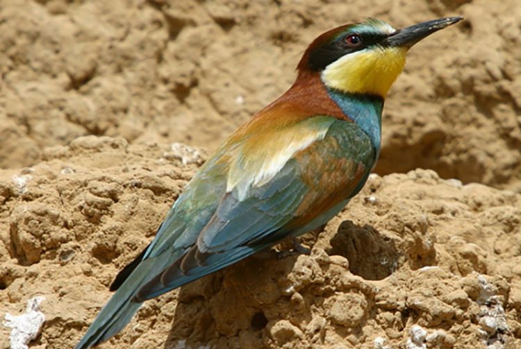 Colourful bee-eating bird