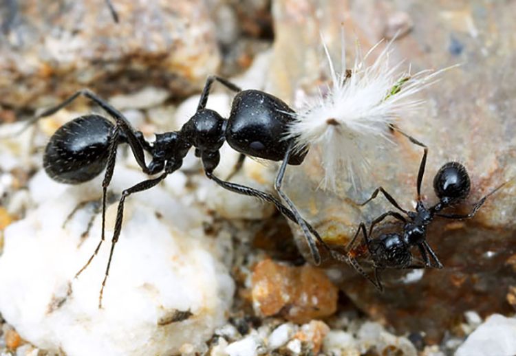 Large harvester ants
