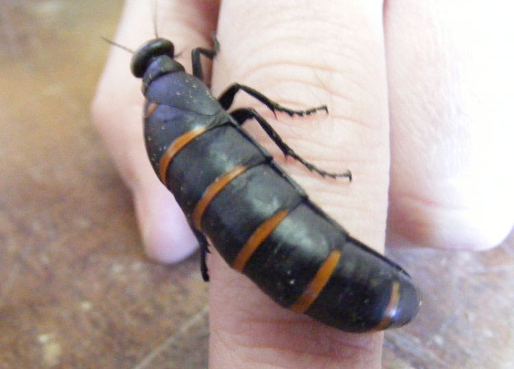 A large black beetle with orange stripes sitting on a student's fingers