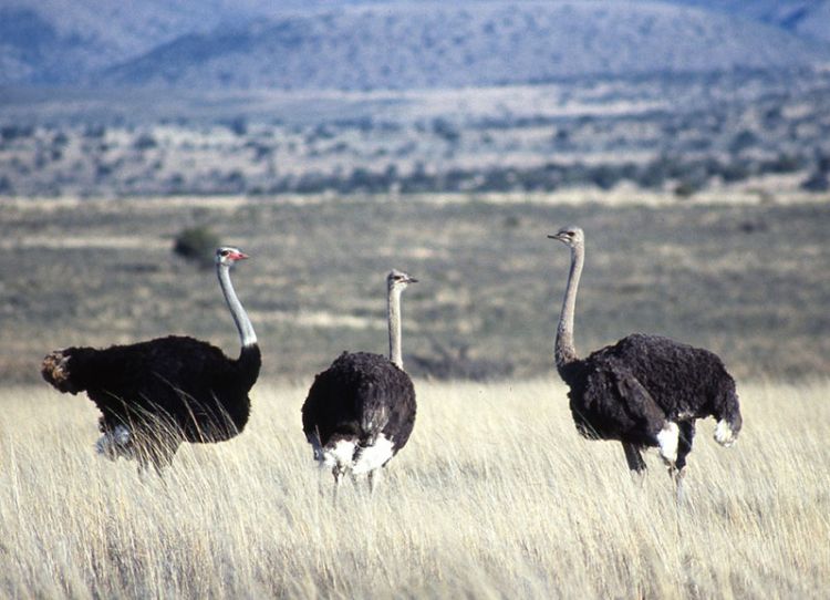 Ostriches in the grass