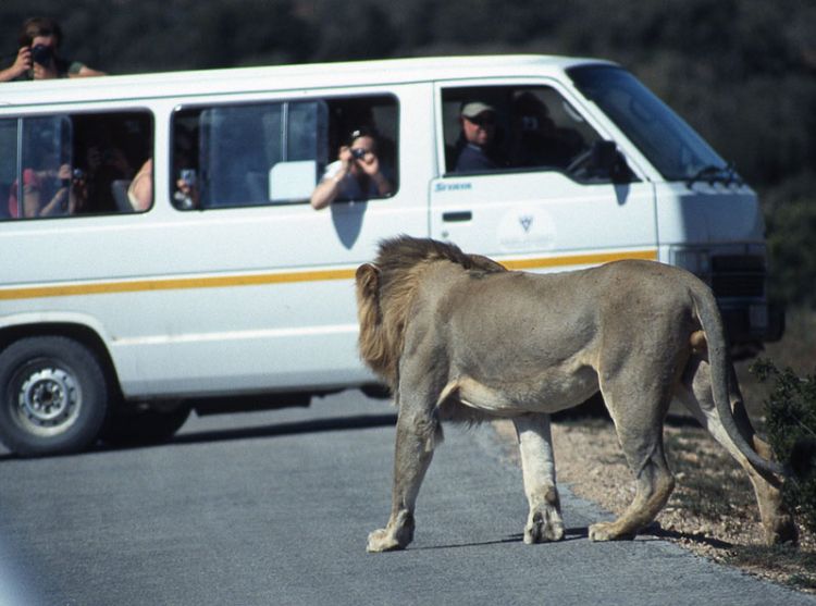 Lion approaches a vehicle