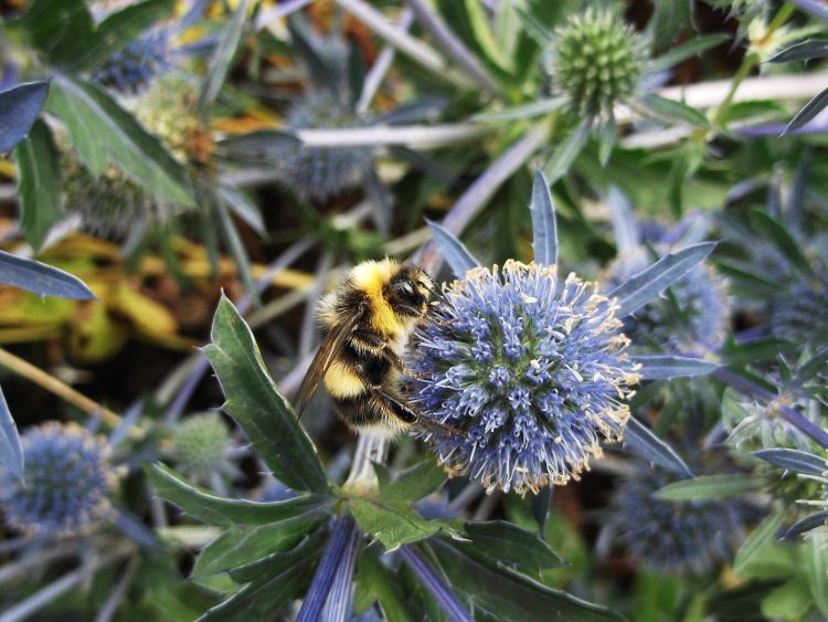 Cities could play key role in pollinator conservation