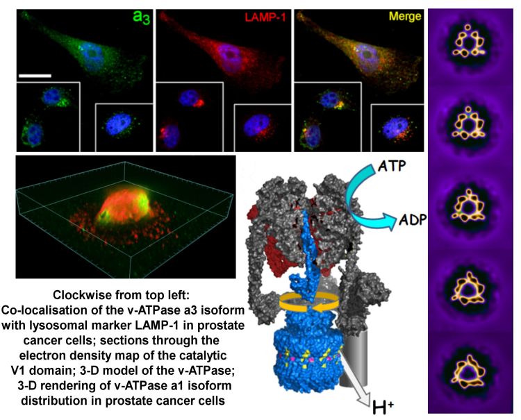 The v-ATPase: a rotary motor central to cell biology