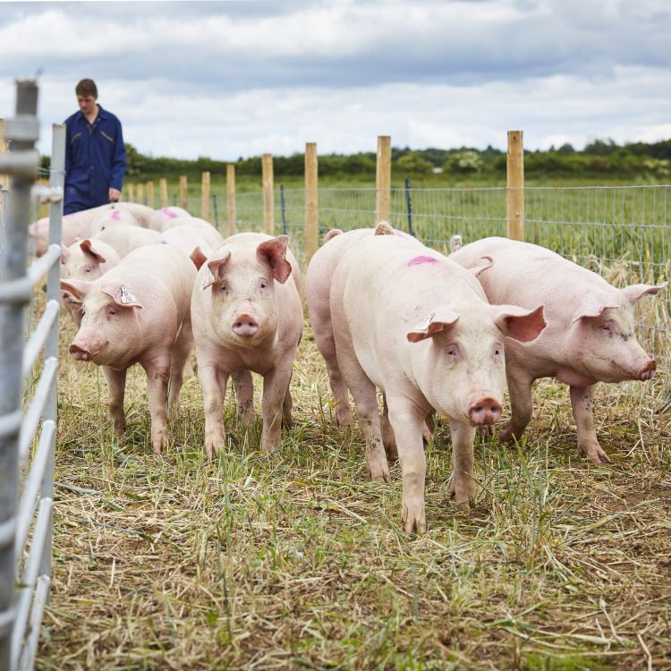 Leeds pig research facilities to be centre of excellence and innovation
