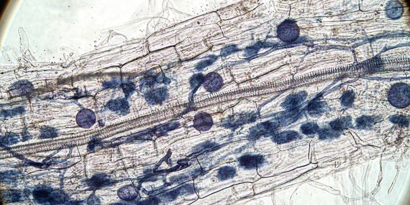 Arbuscular mycorrhizal fungi stained roots crop