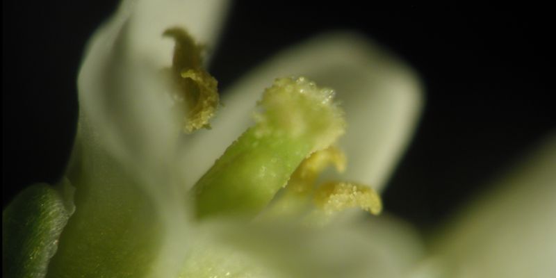 Plant genetics