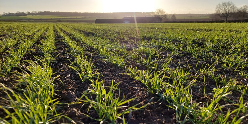 Rows of green seedlings on a farm.