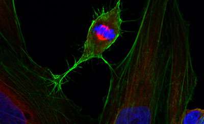 Cellular techniques in the Faculty of Biological Sciences